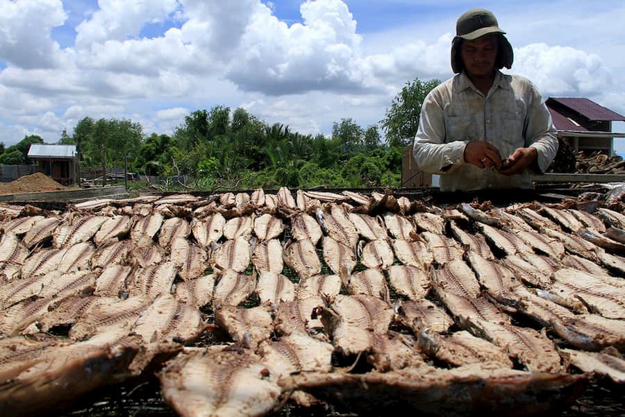 ikan kayu