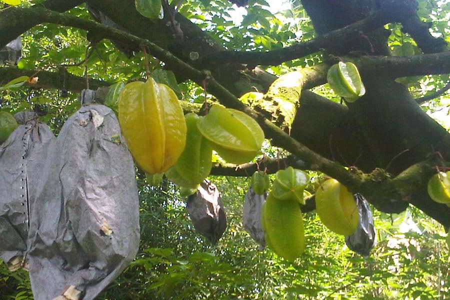belimbing ngringinrejo