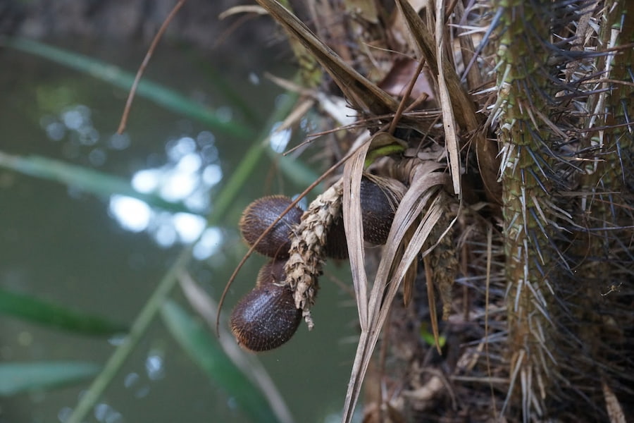 salak wedi