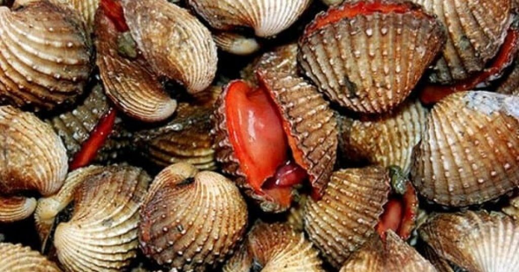 Kerang Dara (sumber: Jual Ikan)