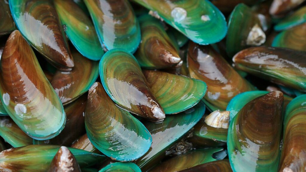 Kerang Hijau (sumber: Klik Dokter)